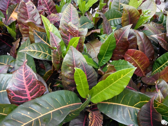 TWM Amazing A7台哥大5.5吋超值四核機