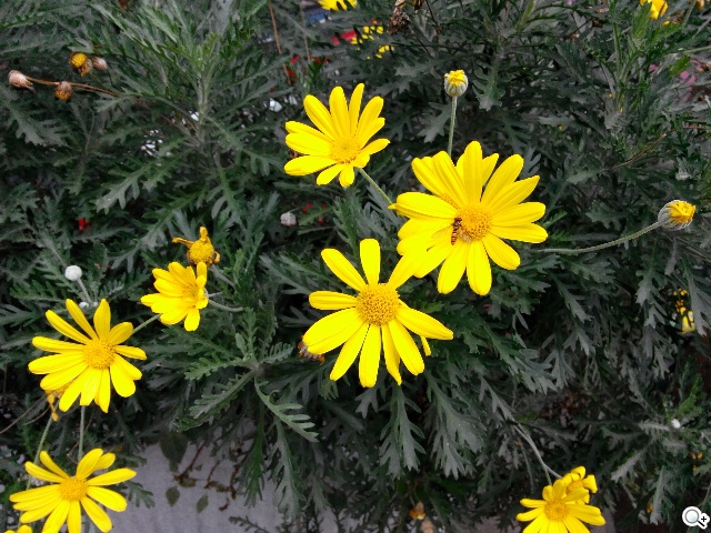 TWM Amazing A7台哥大5.5吋超值四核機