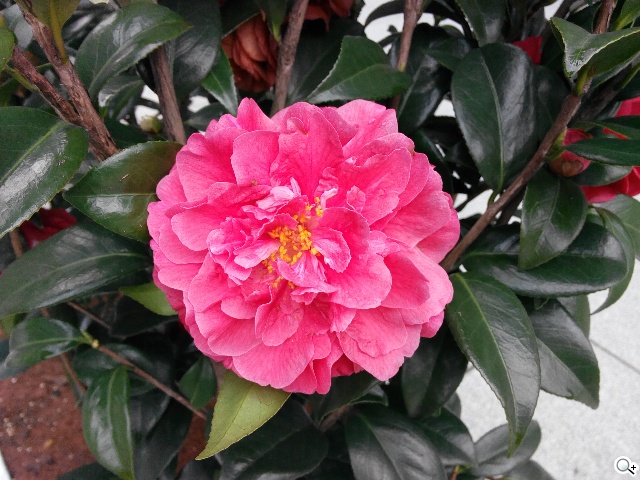 TWM Amazing A7台哥大5.5吋超值四核機