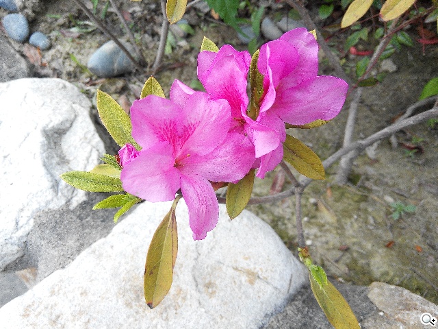 InFocus M320八核雙卡智慧機 5.5吋睛彩視野