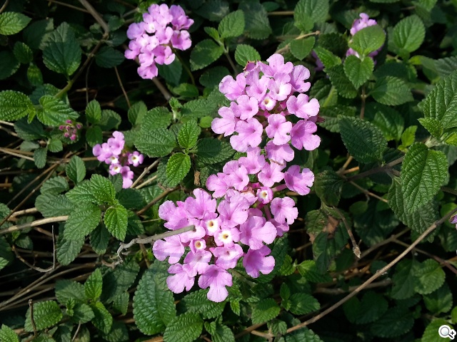 延續旗艦功能 六核筆寫新選擇 三星Note 3 Neo