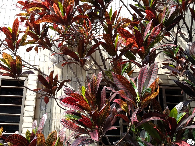 延續旗艦功能 六核筆寫新選擇 三星Note 3 Neo