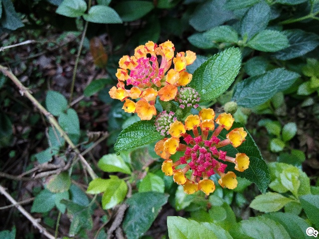 紅米殺手？華為榮耀3C平價雙卡機開箱速測