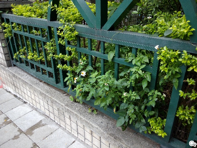 紅米殺手？華為榮耀3C平價雙卡機開箱速測