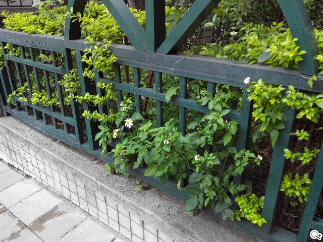 紅米殺手？華為榮耀3C平價雙卡機開箱速測