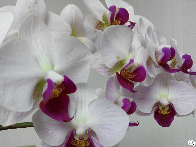 紅米殺手？華為榮耀3C平價雙卡機開箱速測