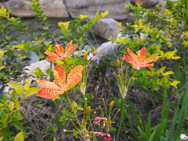 5.9吋LG G Pro 2大螢幕旗艦 實用功能再進化