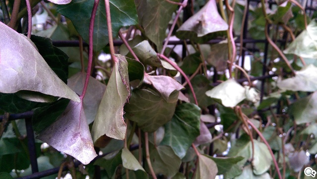 HTC One(M8)紐約搶先測：攝錄與效能表現