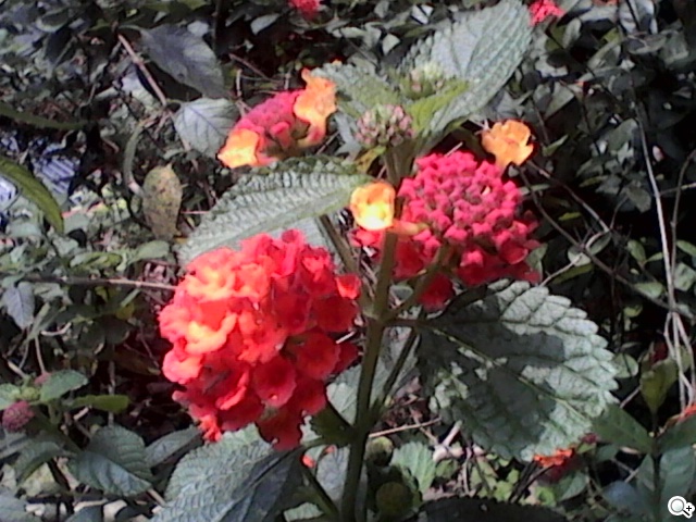 雙螢幕雙卡摺疊機MOBIA M200 具超級助聽功能