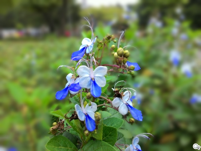 純粹本位 禪心入魂 ASUS ZenFone 5