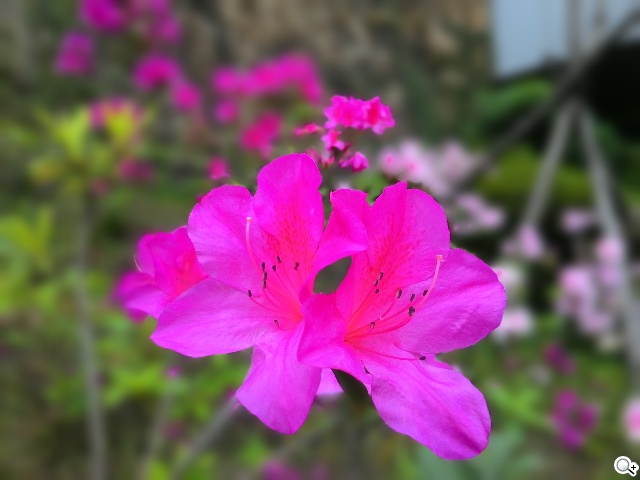 純粹本位 禪心入魂 ASUS ZenFone 5