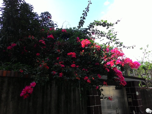 純粹本位 禪心入魂 ASUS ZenFone 5