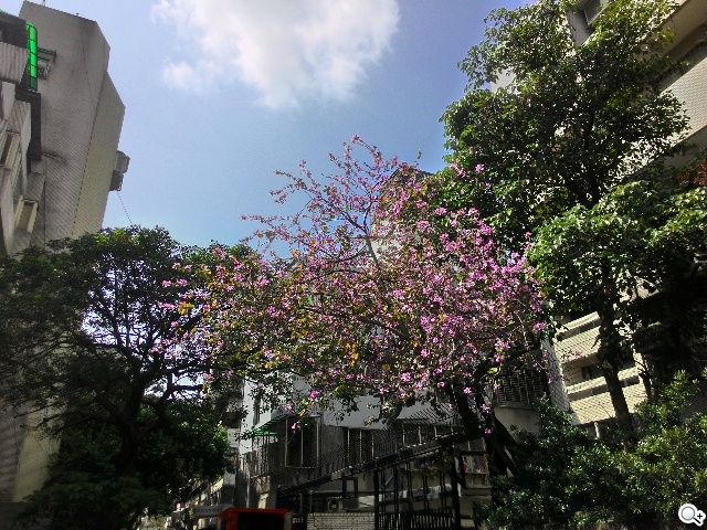 純粹本位 禪心入魂 ASUS ZenFone 5