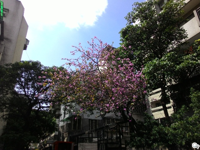 純粹本位 禪心入魂 ASUS ZenFone 5