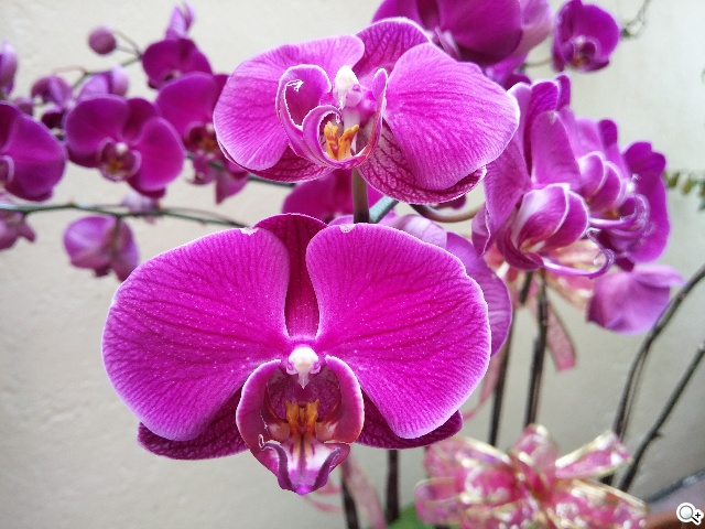 5.9吋LG G Pro 2大螢幕旗艦 實用功能再進化