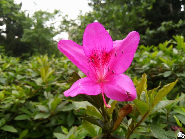 2014旗艦報到！M8、S5、Z2、G Pro 2四機全面比拼