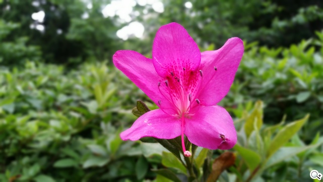 2014旗艦報到！M8、S5、Z2、G Pro 2四機全面比拼