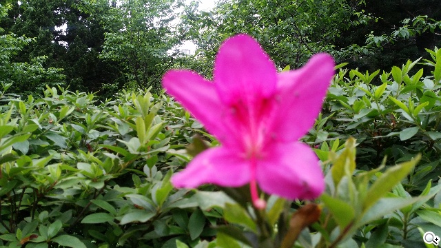 2014旗艦報到！M8、S5、Z2、G Pro 2四機全面比拼