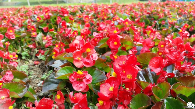 質與量的雙重提升 三星GALAXY S5攝錄詳測