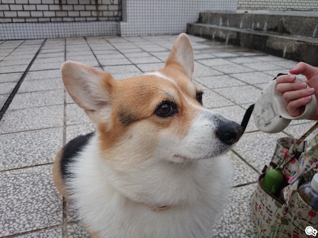 Sony Xperia Z2相機動靜皆宜 錄影功能再進化