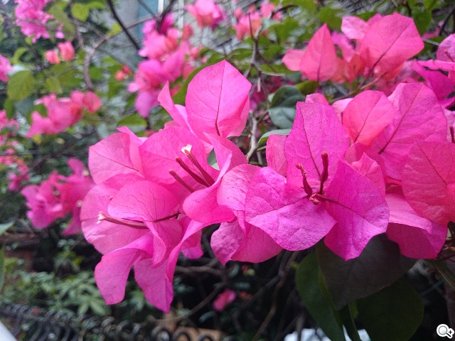 Sony Xperia Z2相機動靜皆宜 錄影功能再進化