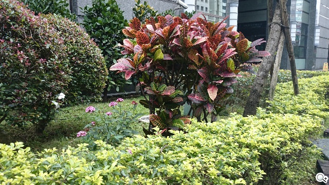 Sony Xperia Z2相機動靜皆宜 錄影功能再進化