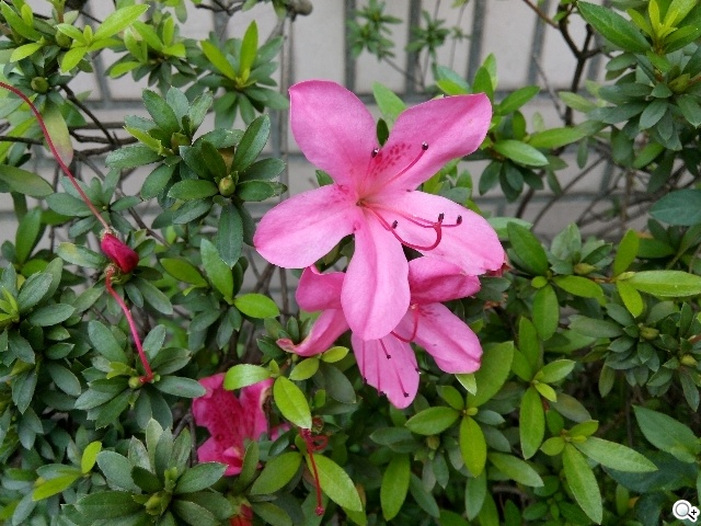 13MP旋轉鏡頭八核雙卡手機G-PLUS E7 mini詳測