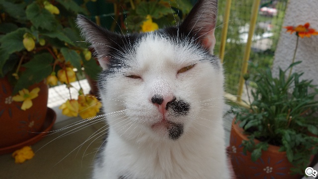 疑似LG G3介面、實拍曝光 傳5/17亮相