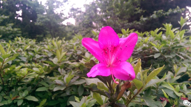 2014旗艦報到！M8、S5、Z2、G Pro 2四機全面比拼