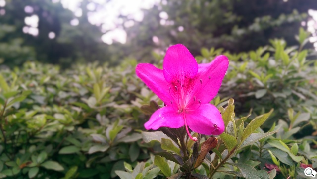 2014旗艦報到！M8、S5、Z2、G Pro 2四機全面比拼