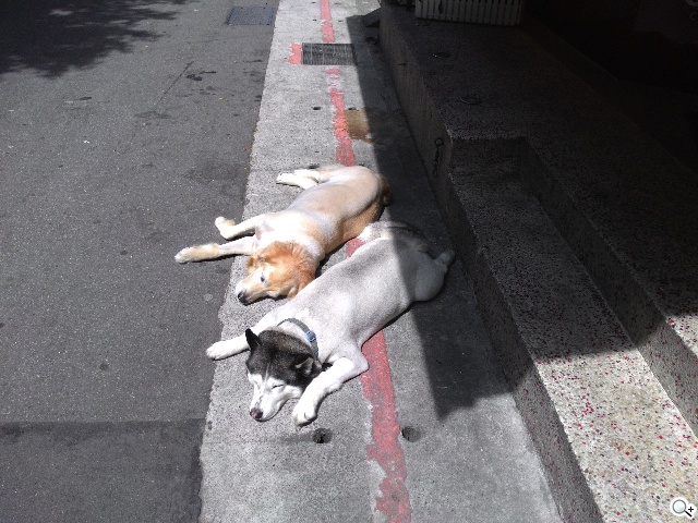 超值、雙卡、大螢幕 ASUS ZenFone 6美型登場