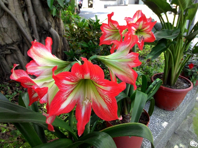 超值、雙卡、大螢幕 ASUS ZenFone 6美型登場