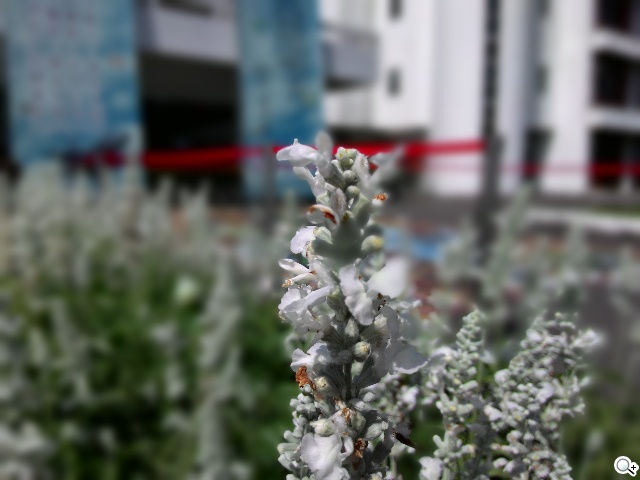 超值、雙卡、大螢幕 ASUS ZenFone 6美型登場