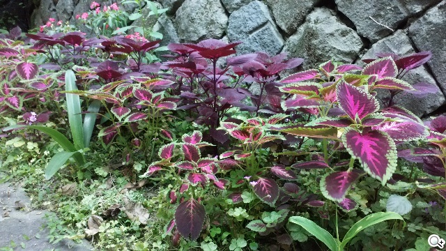 遠傳Smart 405 七千有找的輕巧4G平價手機