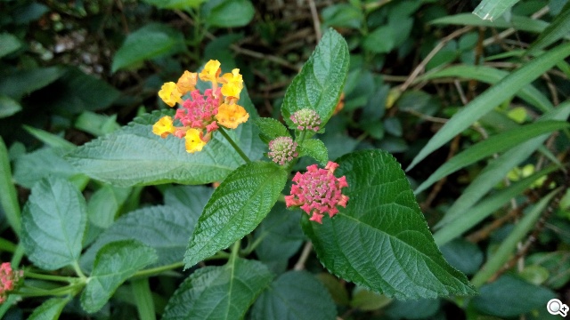 阿爾卡特6吋巨屏手機OneTouch Hero 多樣配件不同體驗