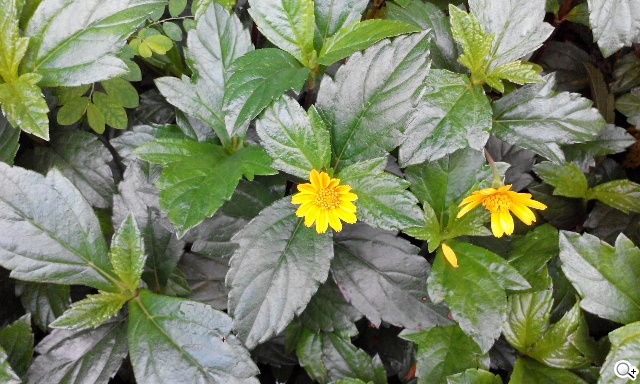 富可視推多彩低價手機!4.7吋雙卡InFocus M210 富可視推多彩低價手機!4.7吋雙卡InFocus M210