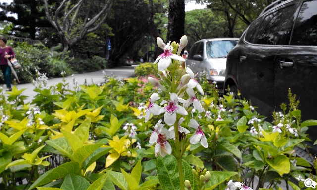 富可視推多彩低價手機!4.7吋雙卡InFocus M210 富可視推多彩低價手機!4.7吋雙卡InFocus M210