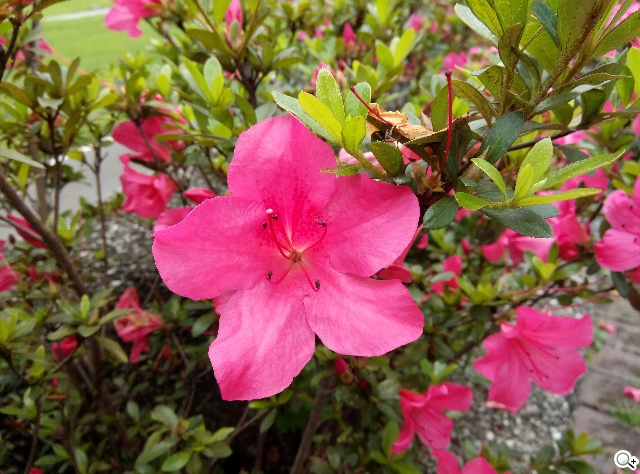 5.55吋超薄體驗 八核芭樂智慧手機bara 1