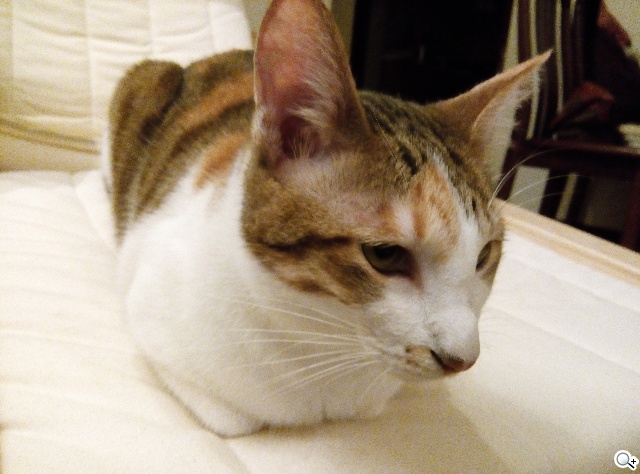 5.55吋超薄體驗 八核芭樂智慧手機bara 1