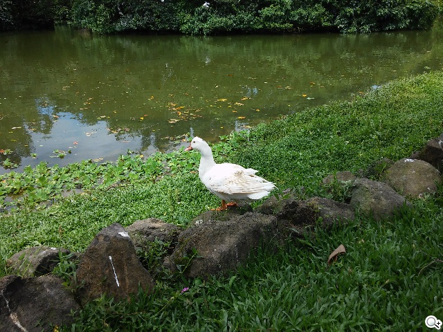 4.7吋LG G2 mini 輕巧版G2 具完善UX功能