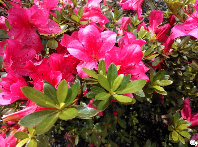 5.5吋平價4G智慧機 HTC Desire 816靚色出擊