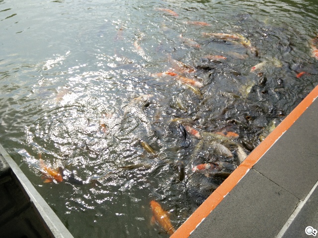 5.5吋OPPO Find 7a輕裝4G旗艦 充電超迅速