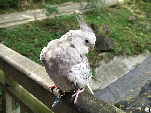 5.5吋OPPO Find 7a輕裝4G旗艦 充電超迅速