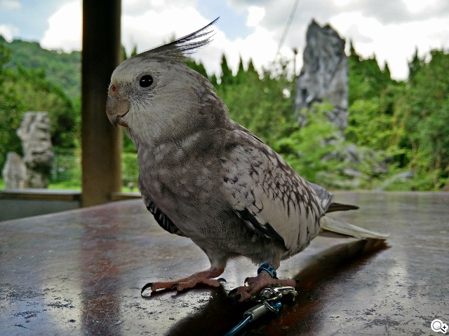 5.5吋OPPO Find 7a輕裝4G旗艦 充電超迅速