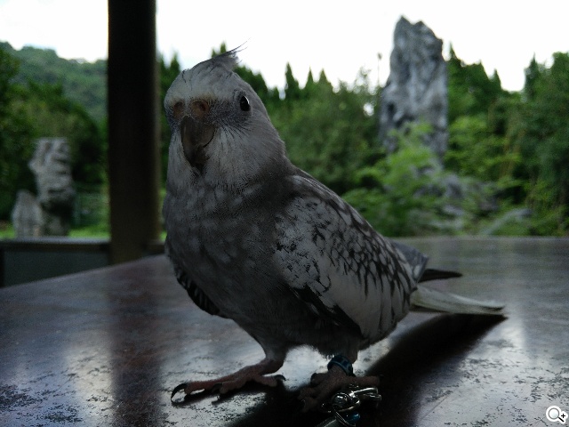 5.5吋OPPO Find 7a輕裝4G旗艦 充電超迅速