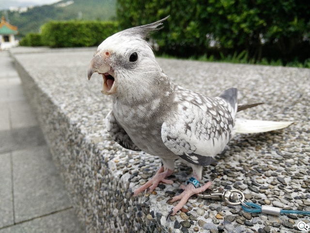 5.5吋OPPO Find 7a輕裝4G旗艦 充電超迅速