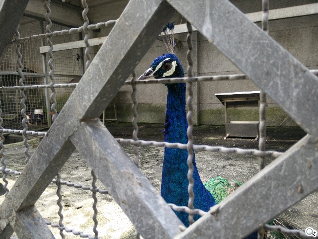 5.5吋OPPO Find 7a輕裝4G旗艦 充電超迅速