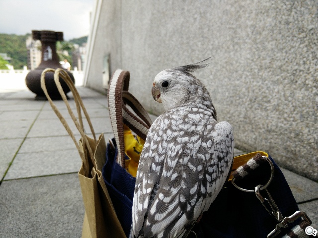 5.5吋OPPO Find 7a輕裝4G旗艦 充電超迅速