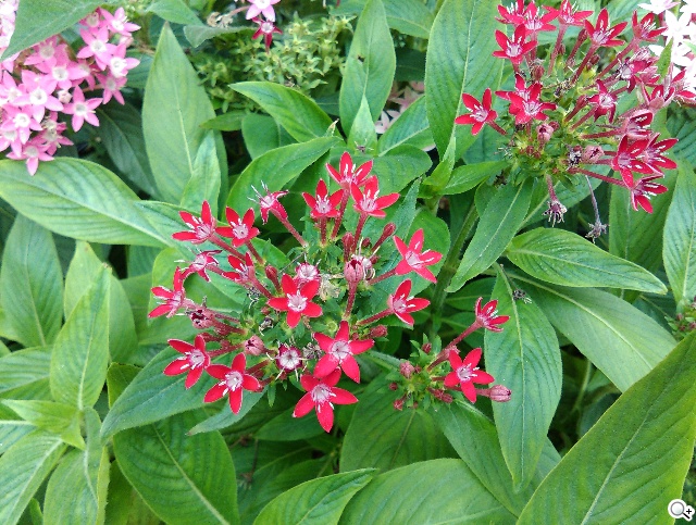 4G全頻段支援 HTC Desire 610延續旗艦享受