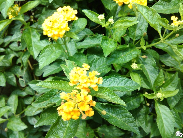 4G全頻段支援 HTC Desire 610延續旗艦享受